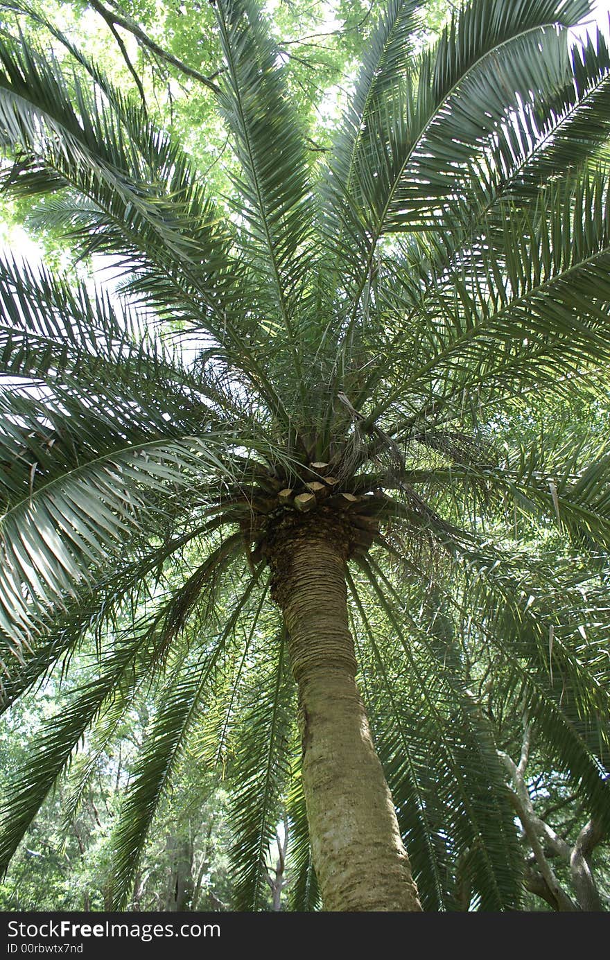 Sunny day, looking up at palm tree, textures, color, green, leaves, sky, tropical. Sunny day, looking up at palm tree, textures, color, green, leaves, sky, tropical