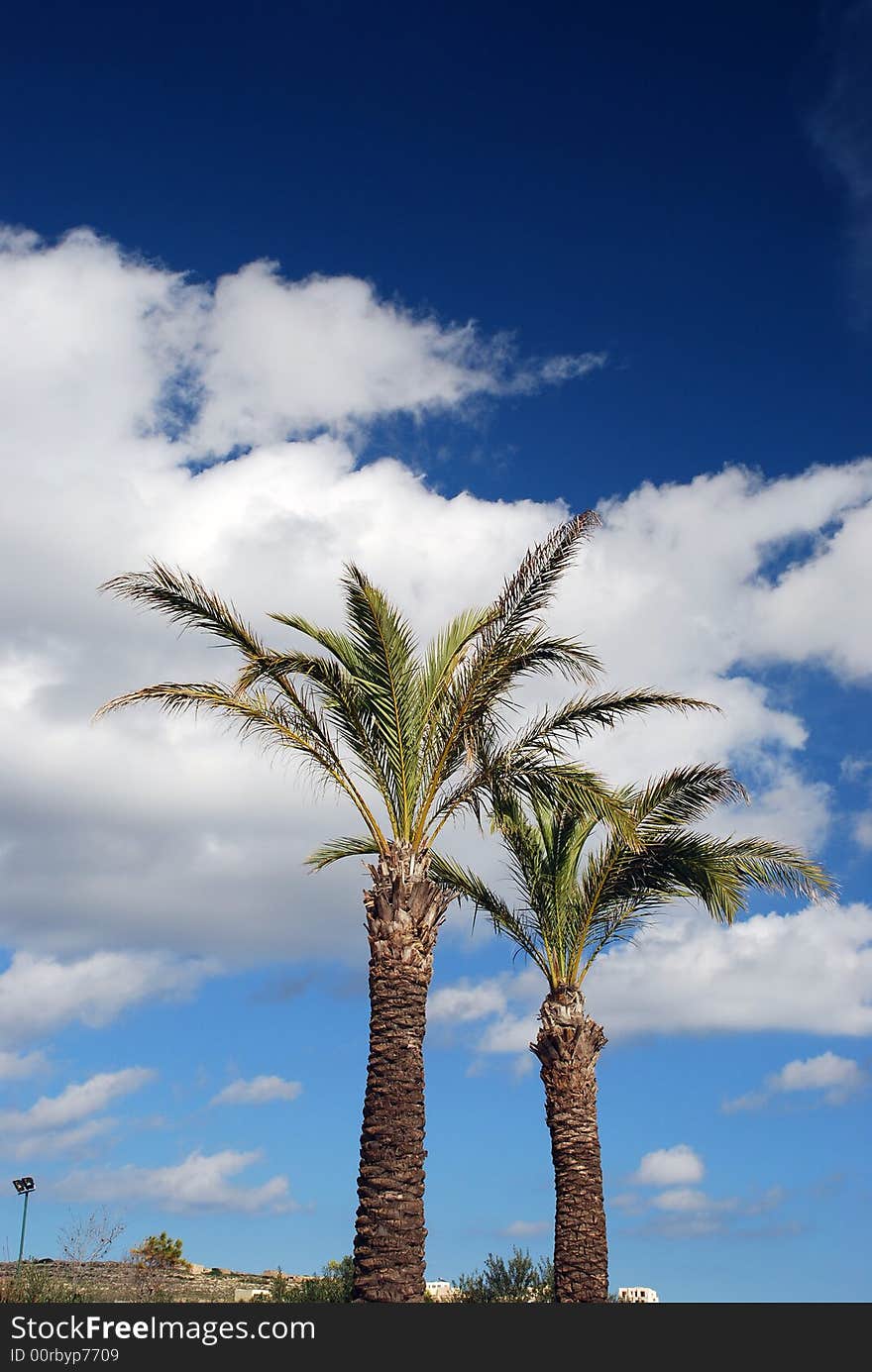 Two palms  in a mediterranen park