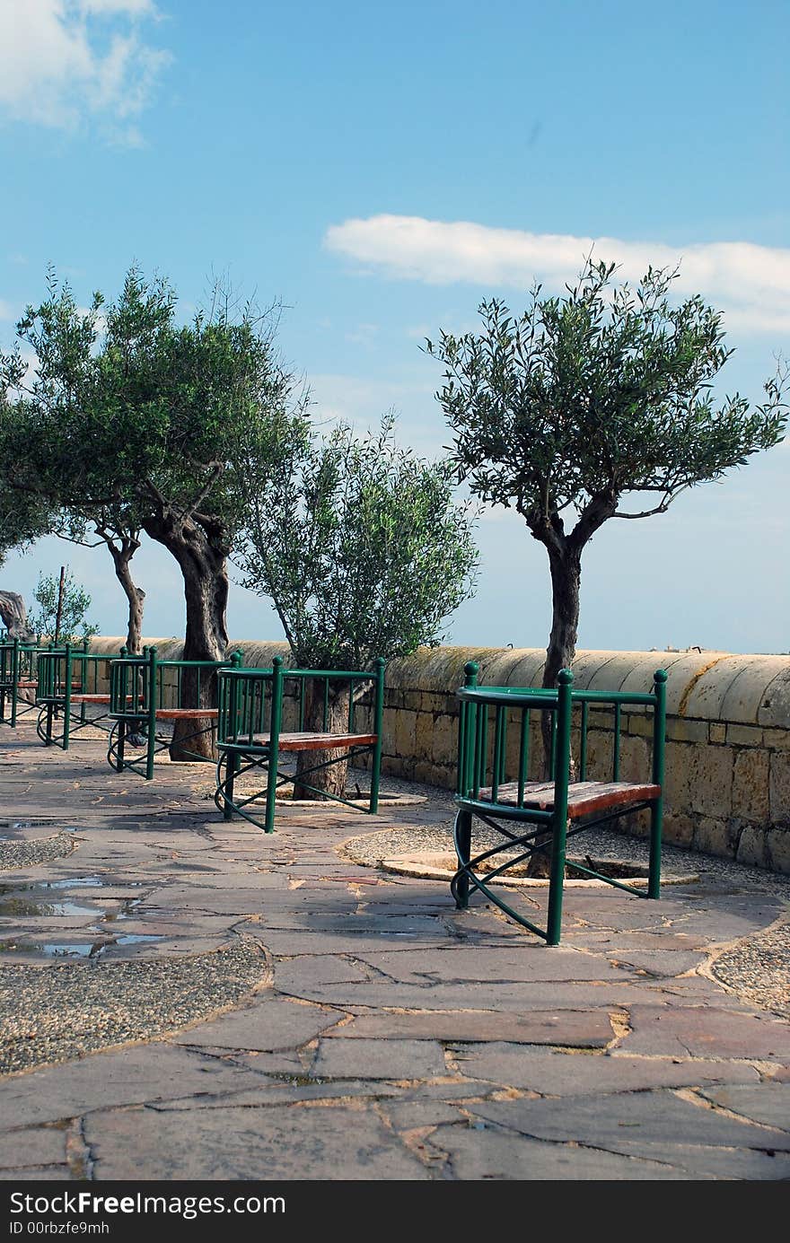 Two olives  in a mediterranen park