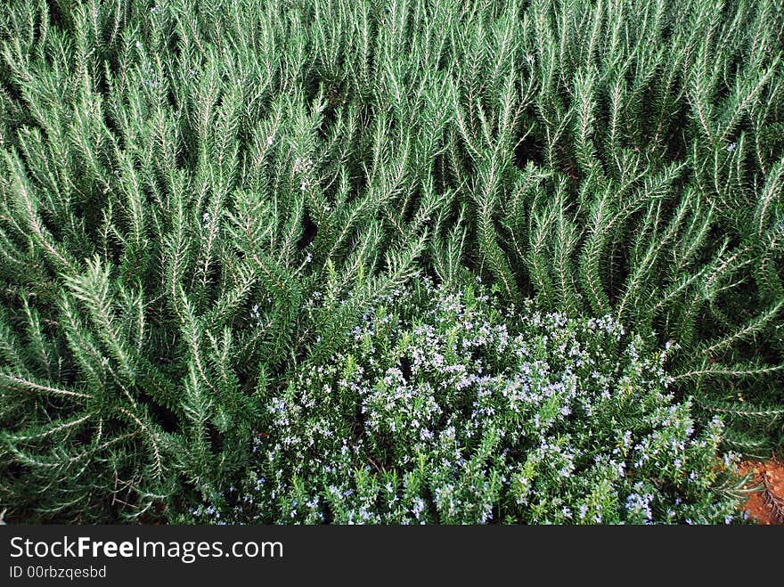 Plants  in a mediterranen park