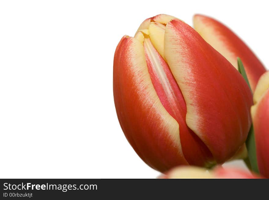 Close-up of red and yellow tulip isolated over white with copy space