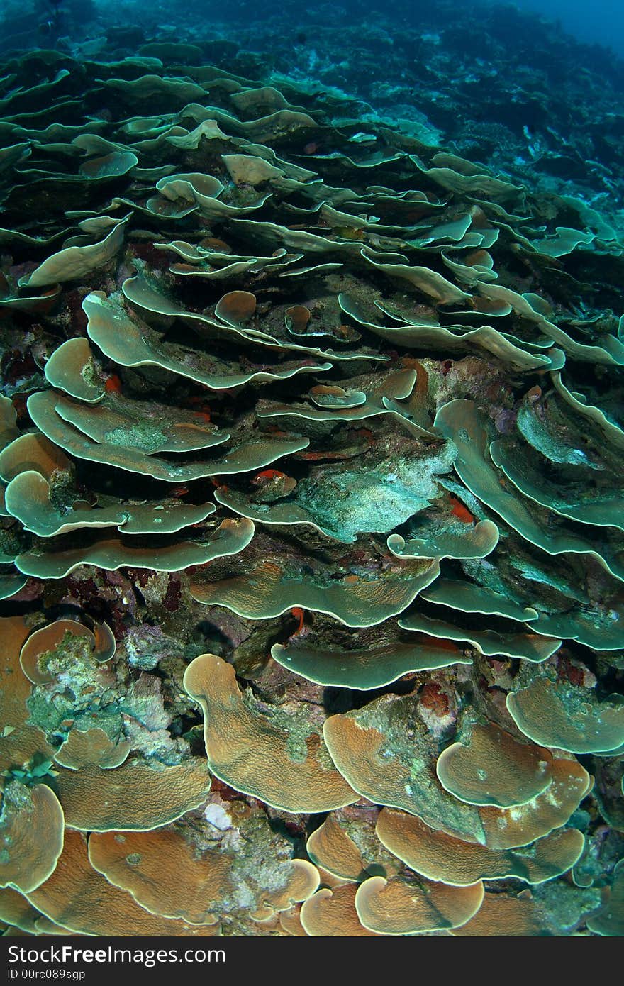 Coral reef, hard coral , Bunaken island.