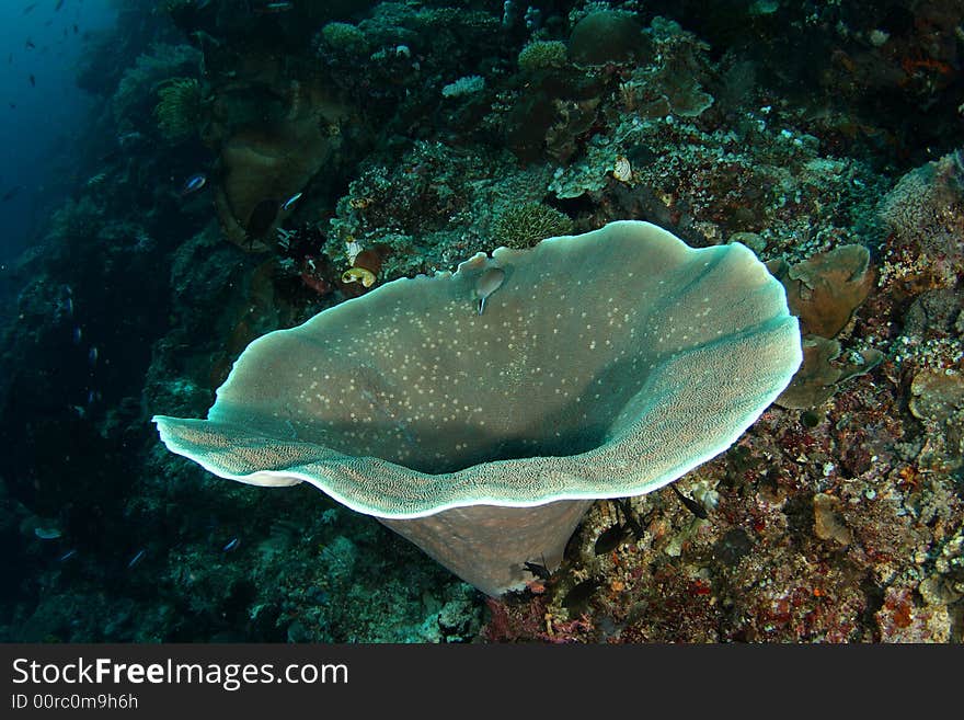 Hard coral on the reef wall.