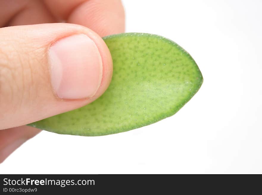 Fingers with leaf on white background without shadow