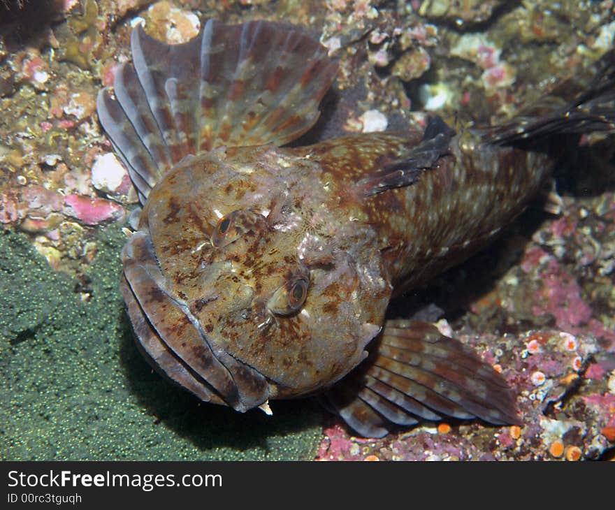 Cabezon Guarding Eggs