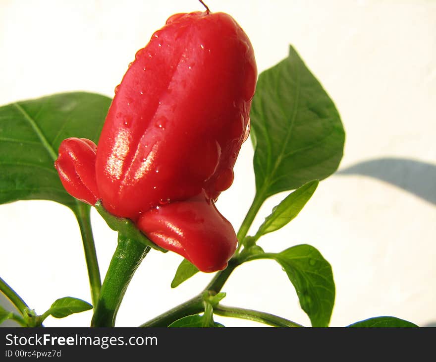 Red capsicum with green leaves. Sun day. Red capsicum with green leaves. Sun day.