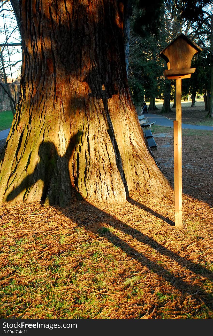 Girl's shadow on a tree before bird's nest. Girl's shadow on a tree before bird's nest