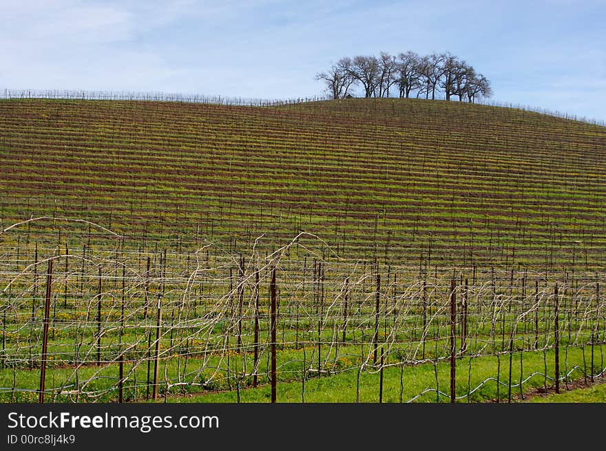 Vineyard Hillside And Trees