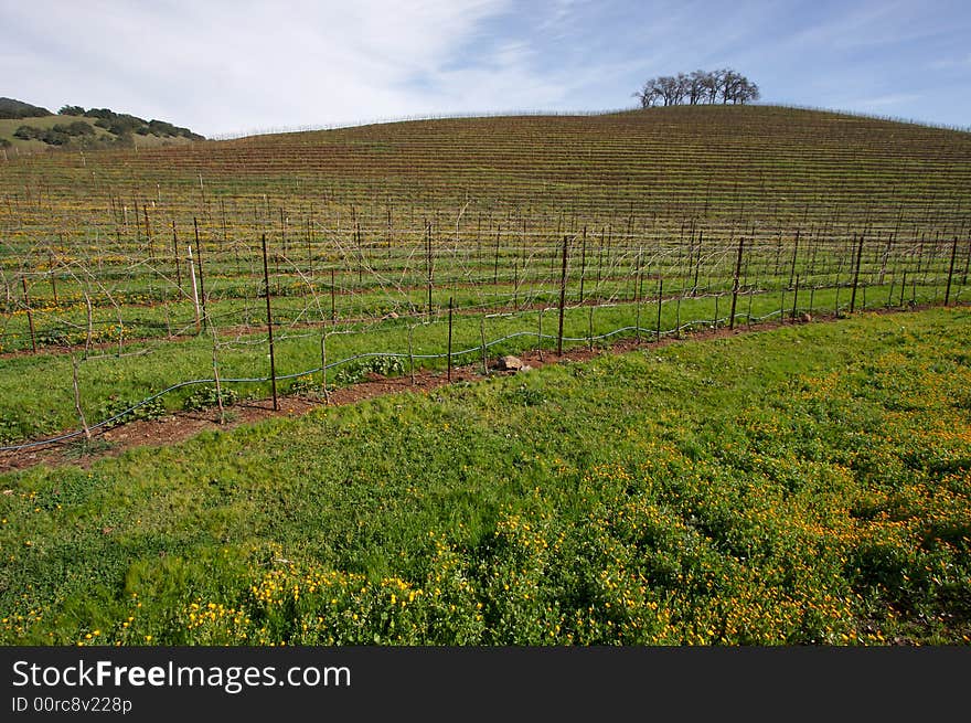 Vineyard Hillside and Trees