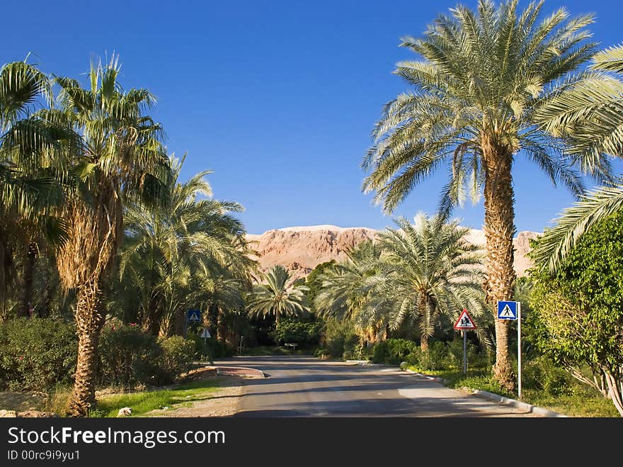 Oasis on the desert from Israel