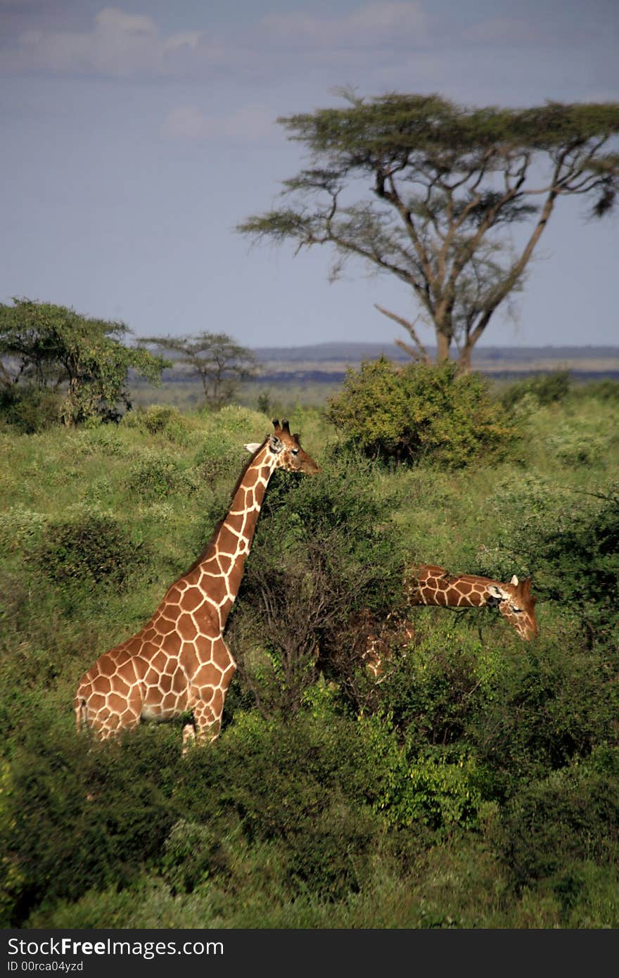 Two giraffe feeding in the Masai Mara National Reserve