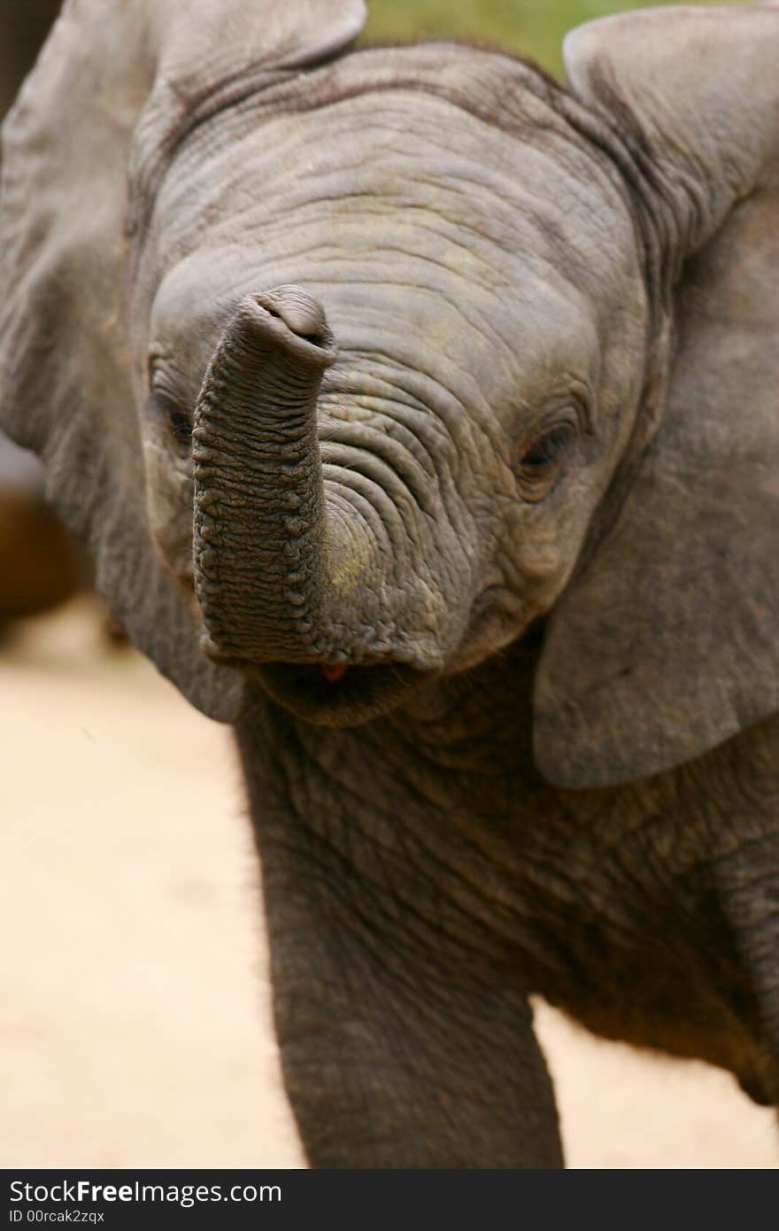 A shot of African Elephants in the wild