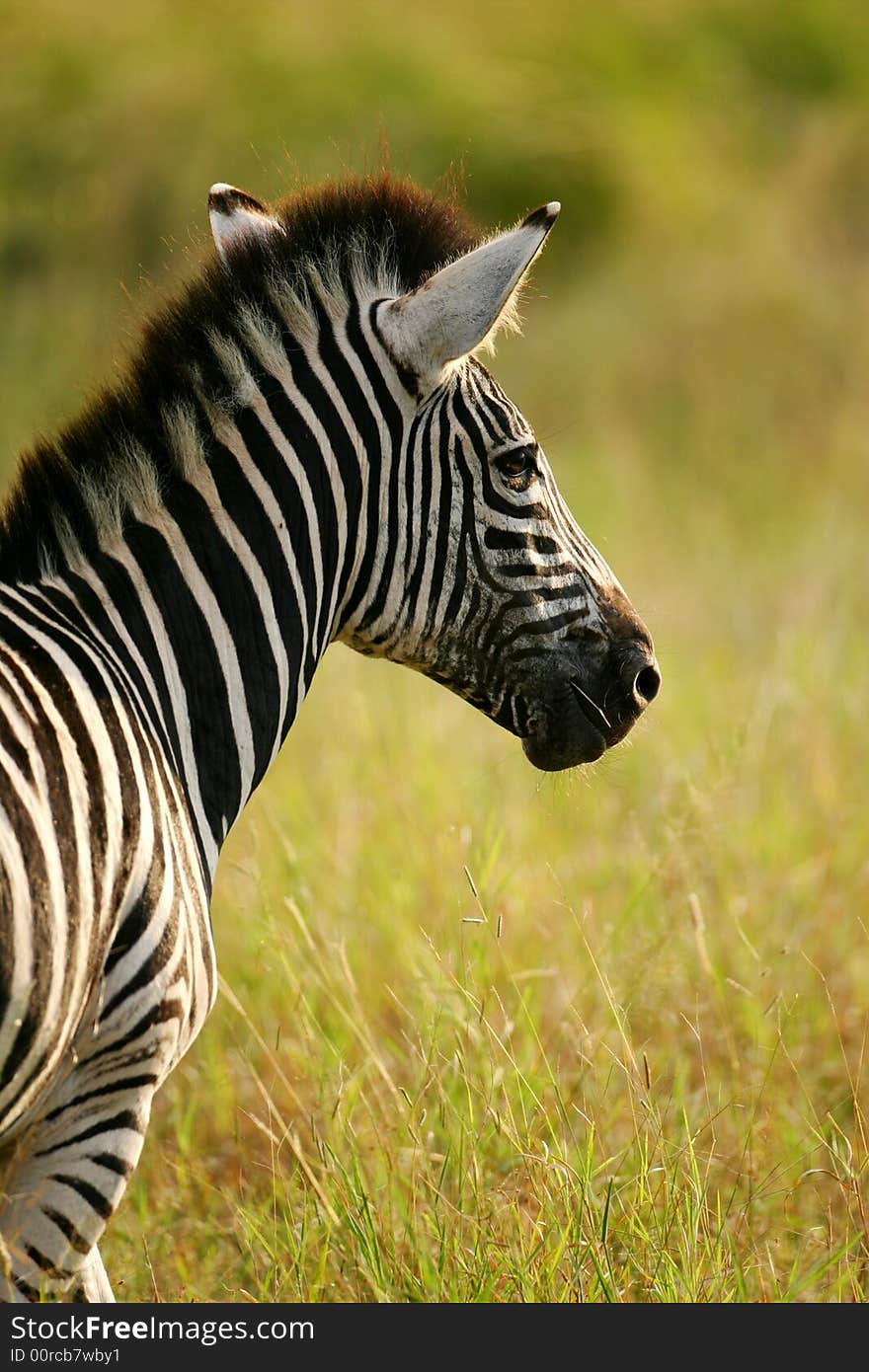 A shot of African Zebras in the wild