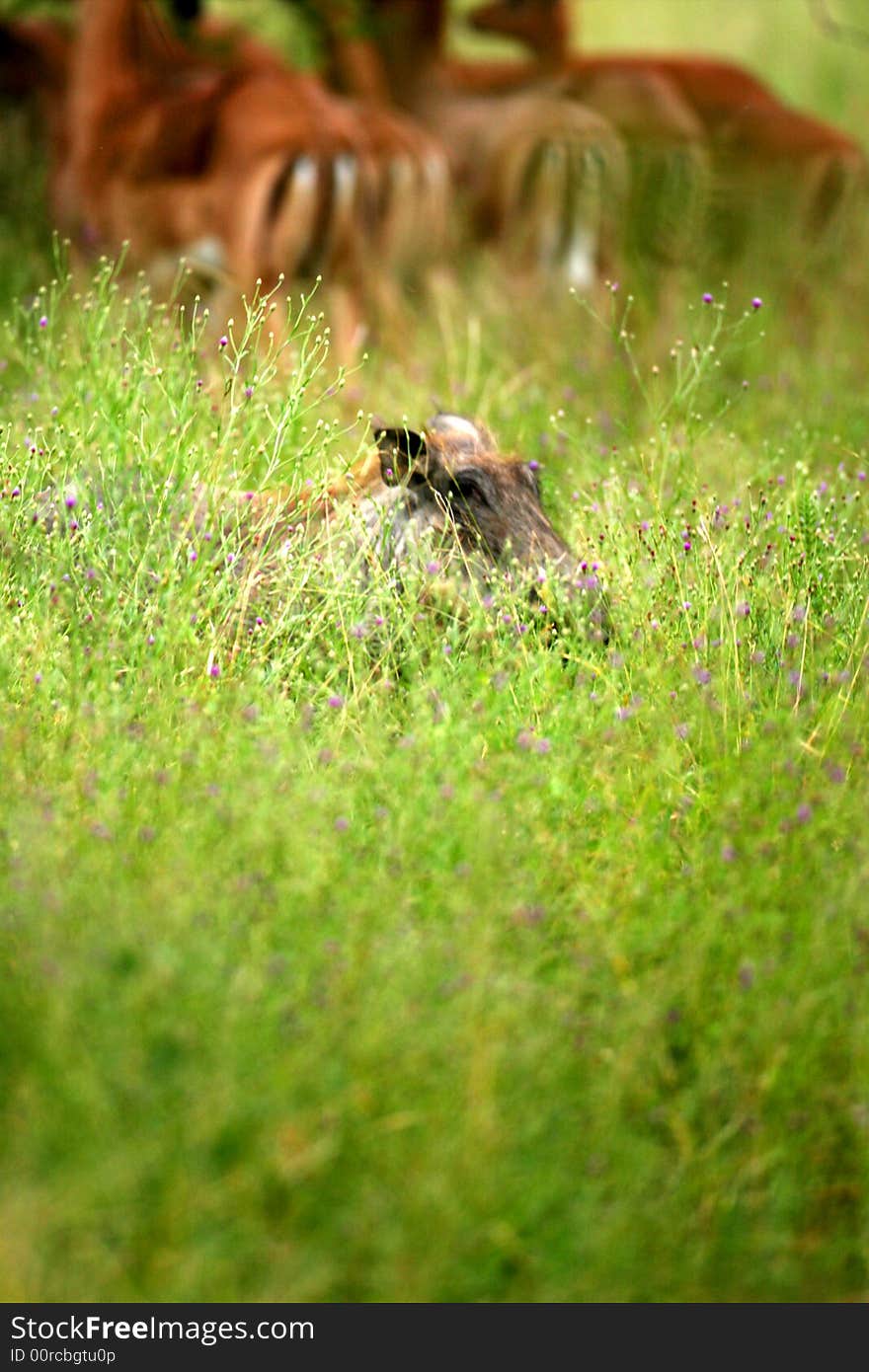 A shot of African Warthog in the wild