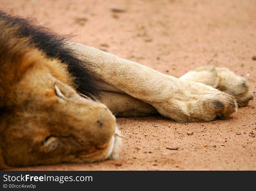 A shot of African Lions in the wild