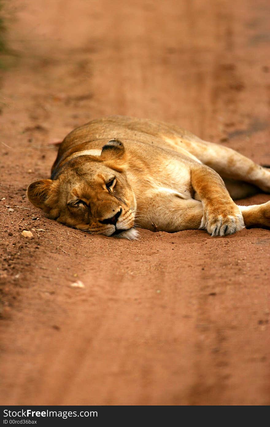 A shot of African Lions in the wild