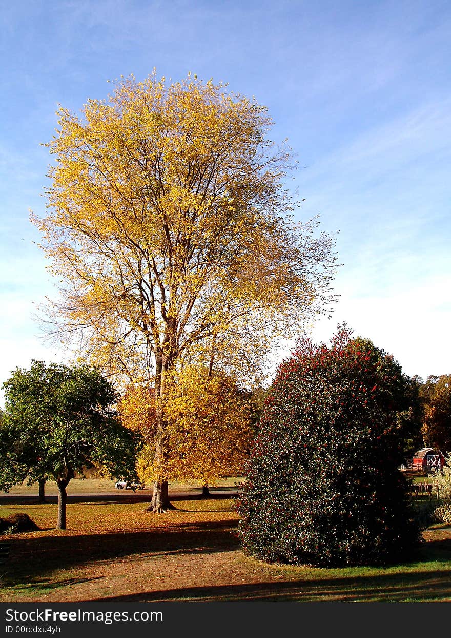 The tree in the park. The tree in the park