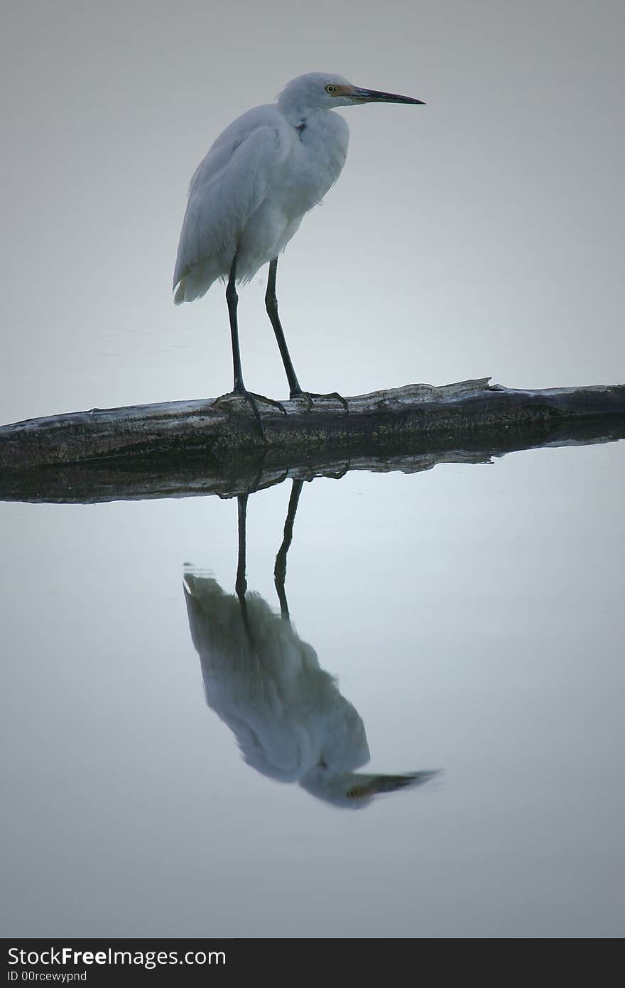 Great Egret