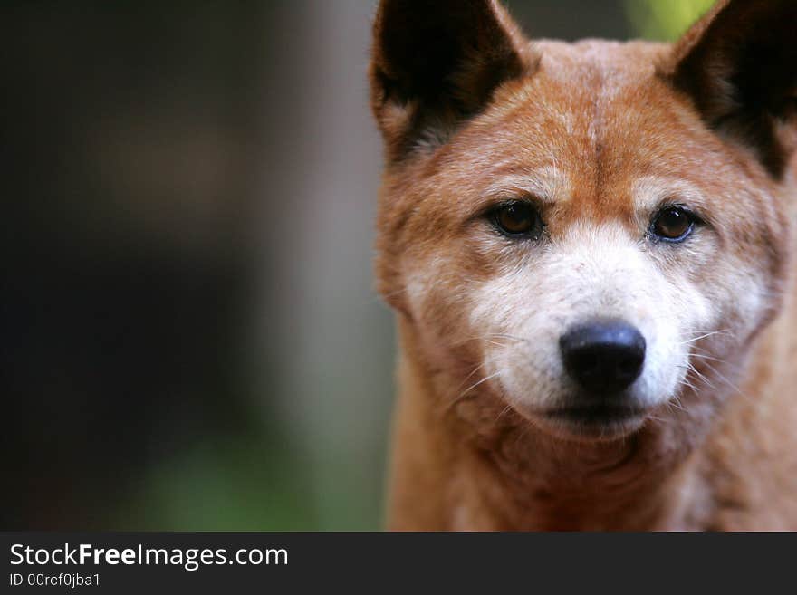 A shot of an Australian Dingo in the wild