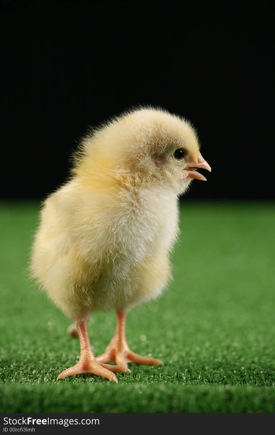 Little baby chicken, studio shot over black background on green carpet imitating a green grass. Little baby chicken, studio shot over black background on green carpet imitating a green grass.