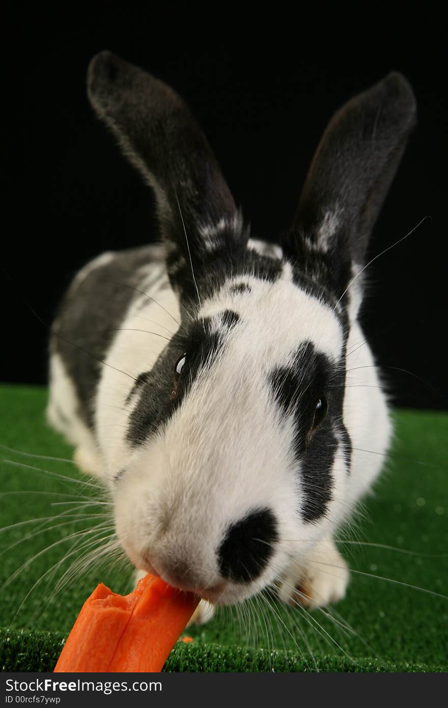 Studio shot of rabbit eating carrot on green grass imitating carpet and black background. Wide angle lens used. Studio shot of rabbit eating carrot on green grass imitating carpet and black background. Wide angle lens used.