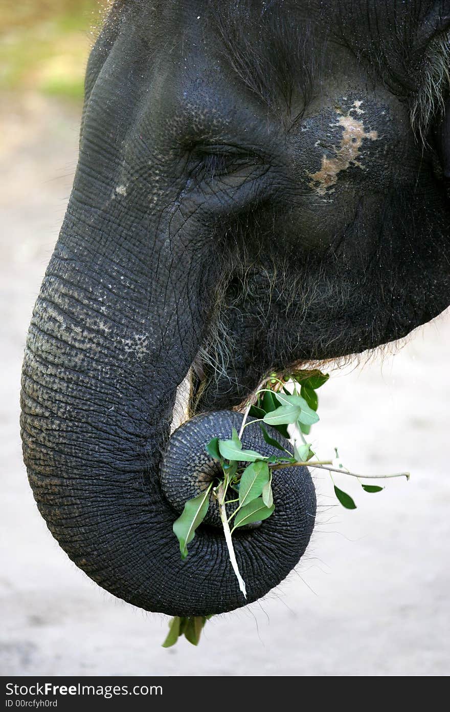 Asian Elephant