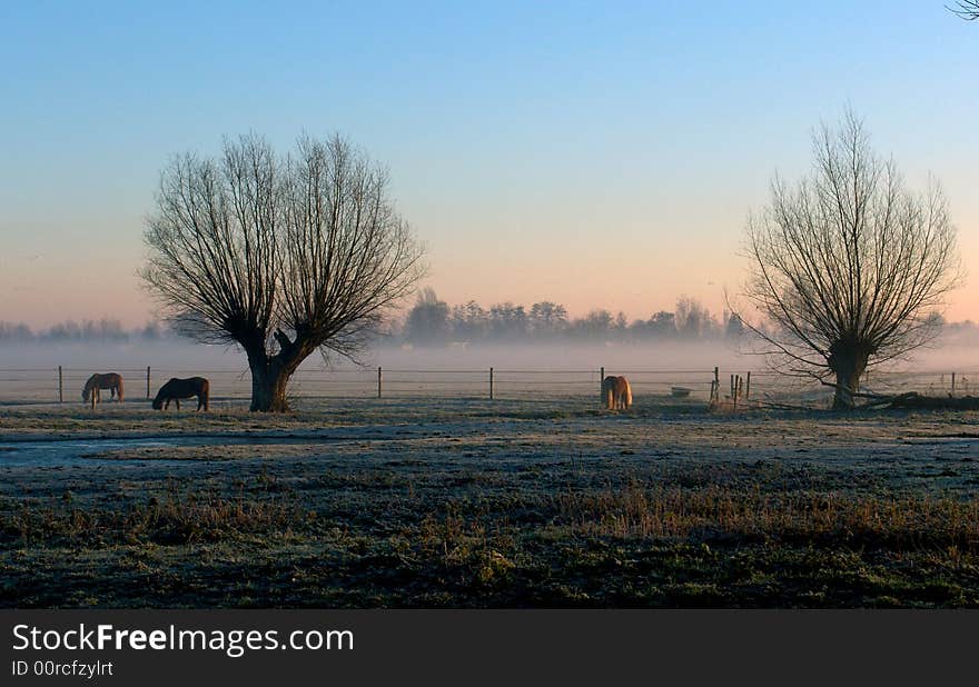 Misty Range With Two Trees