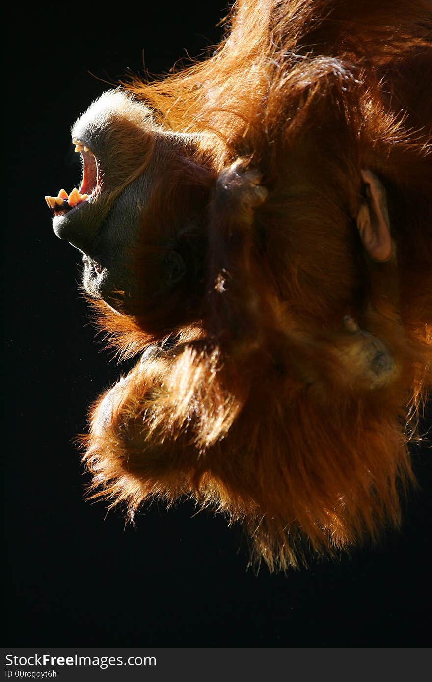 A shot of orangutans playing together