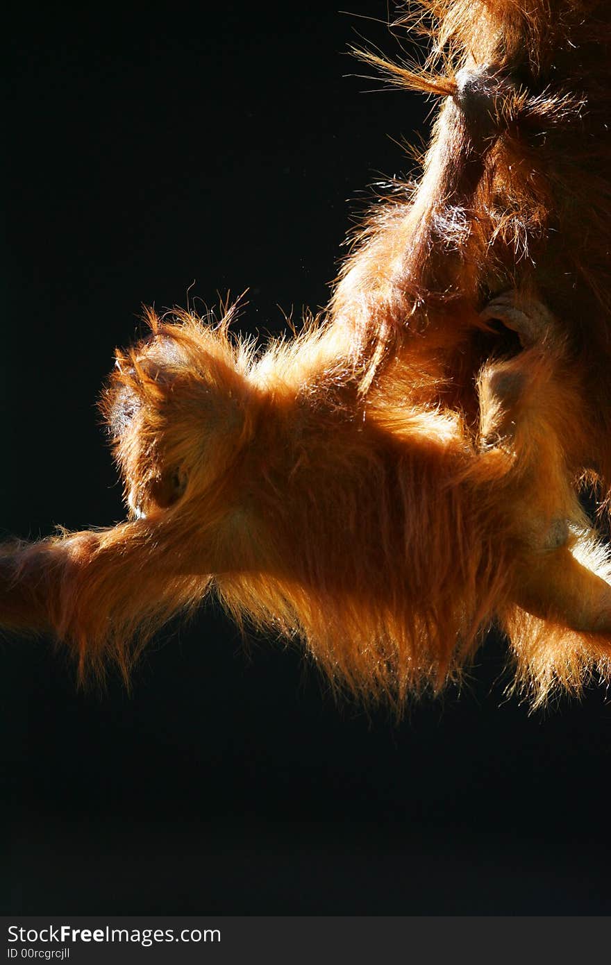 A shot of orangutans playing together