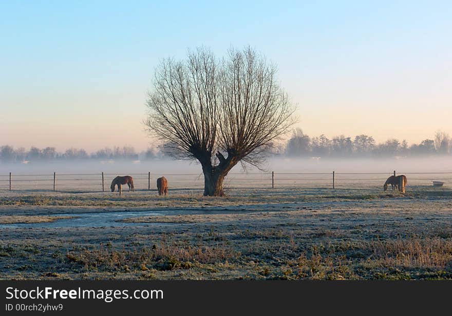 A Tree and Three Horses