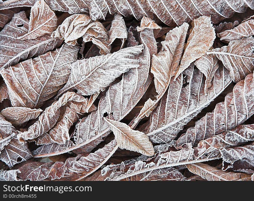 Fallen leaves covered in frost on a Winter morning. Fallen leaves covered in frost on a Winter morning.