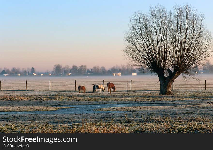 A Tree and Three Horses