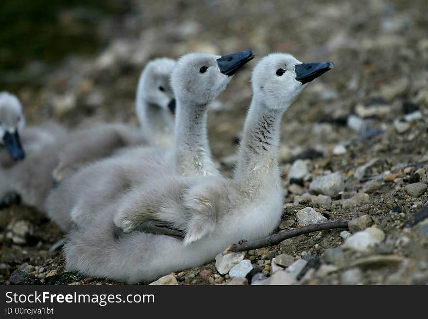 Swan protecting his small chicken. Swan protecting his small chicken