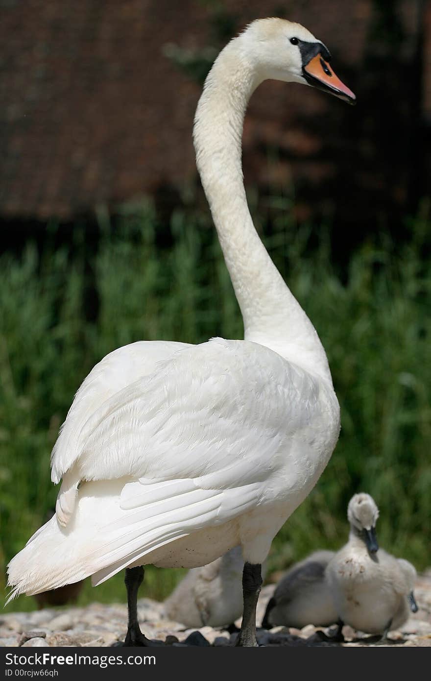 Swan protecting his small chicken. Swan protecting his small chicken