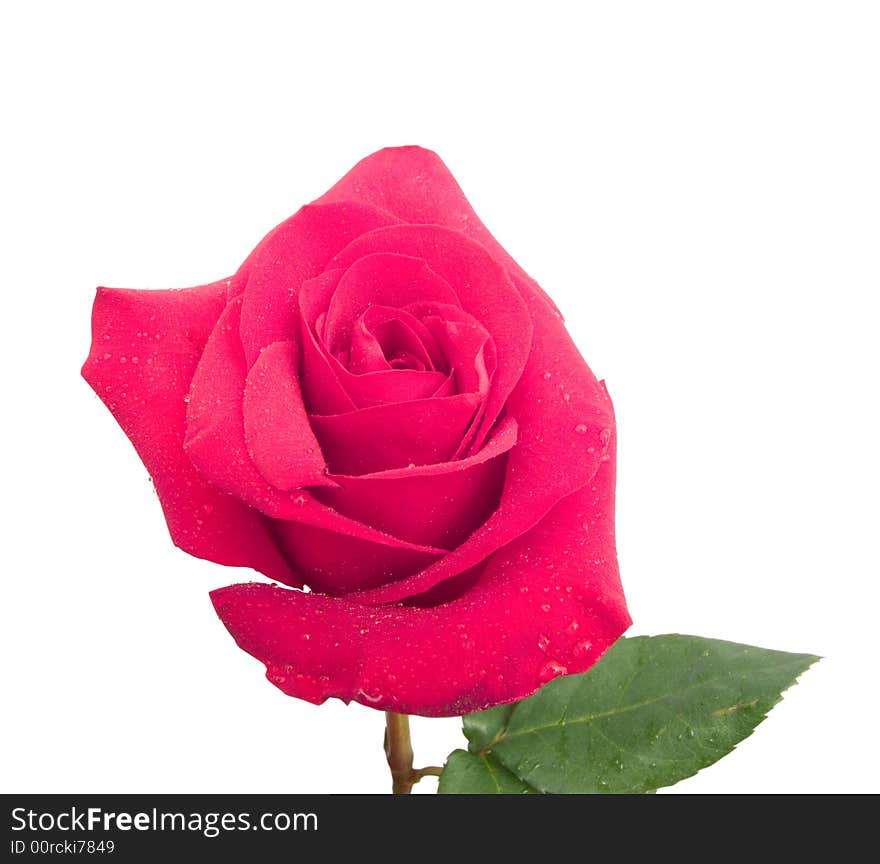 Beauty red rose on white. Isolated