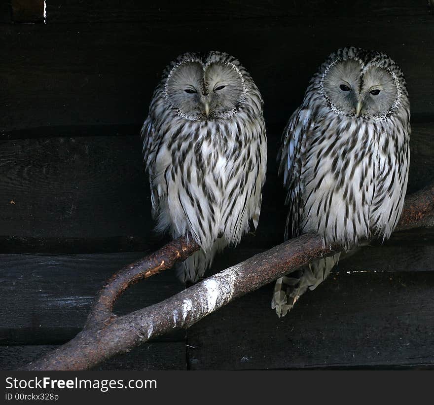 Two sleepy owls sitting on tree