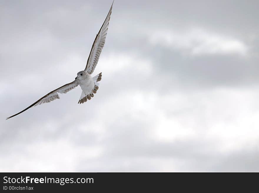 Bird in flight spreaded wings. Bird in flight spreaded wings