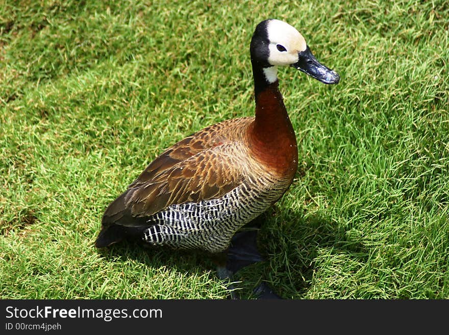 African White-faced Duck waddles on the grass (South Africa)