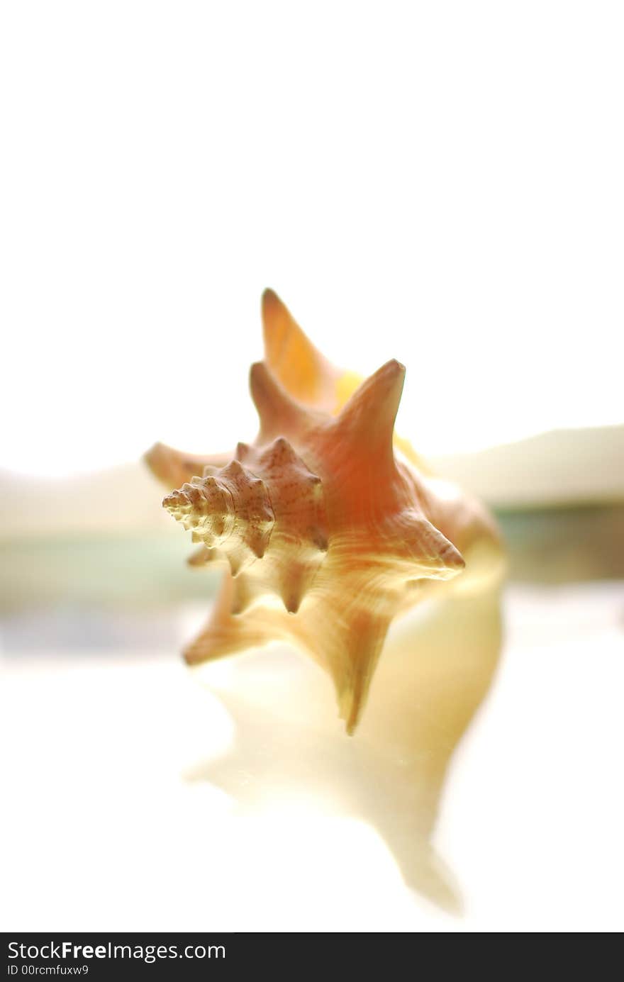 Beautiful Shellfish on white background