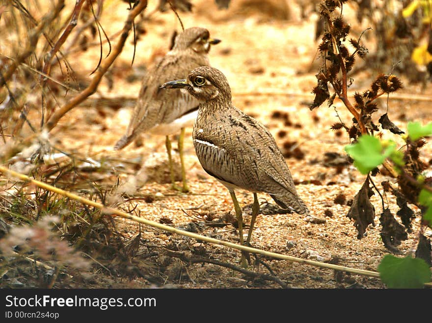 Spotted Dikkop in the grass in the Kruger National Park (South Africa)