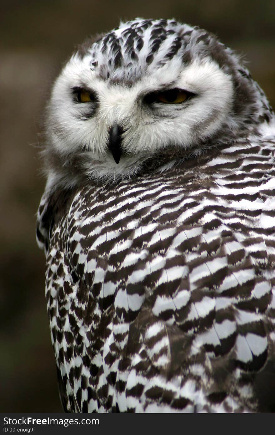 Portrait of a Majestic Spotted Owl