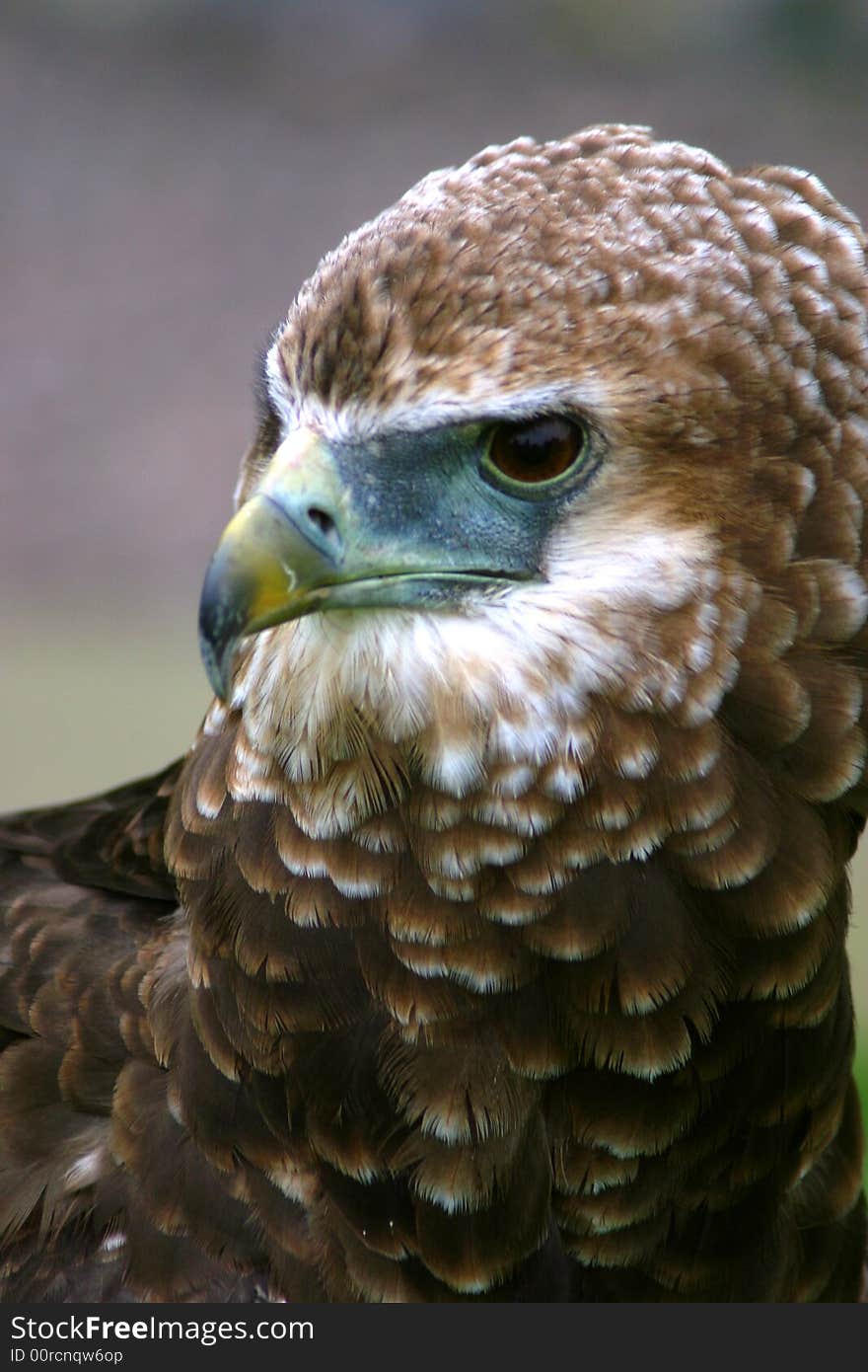 Portrait of a Majestic Eagle