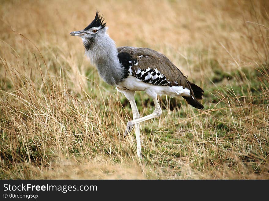 Kori Buzzard in the grasslands of the Masai Mara Reserve (Kenya)