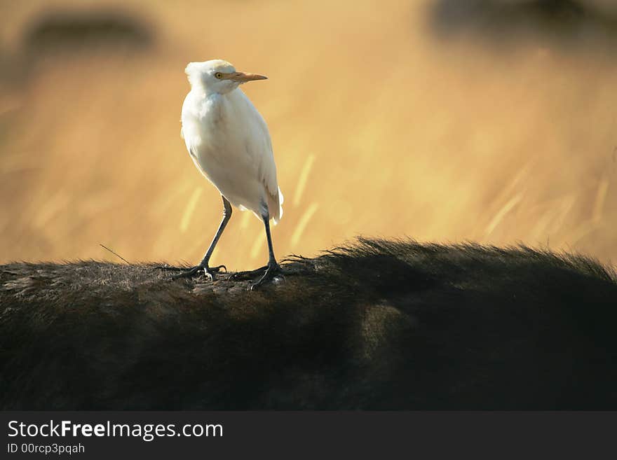 White Cattle Egret