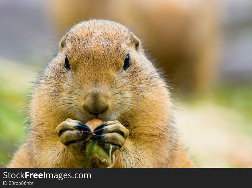 Cute Prairie Dog