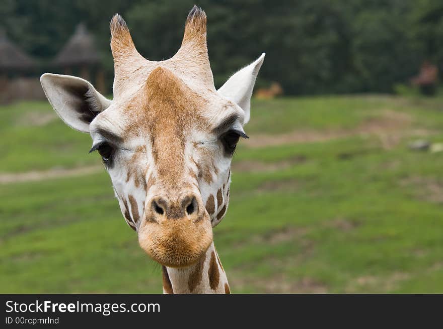 Cute giraffe looking directly at the camera