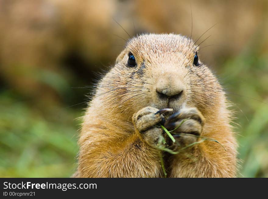 Cute prairie dog