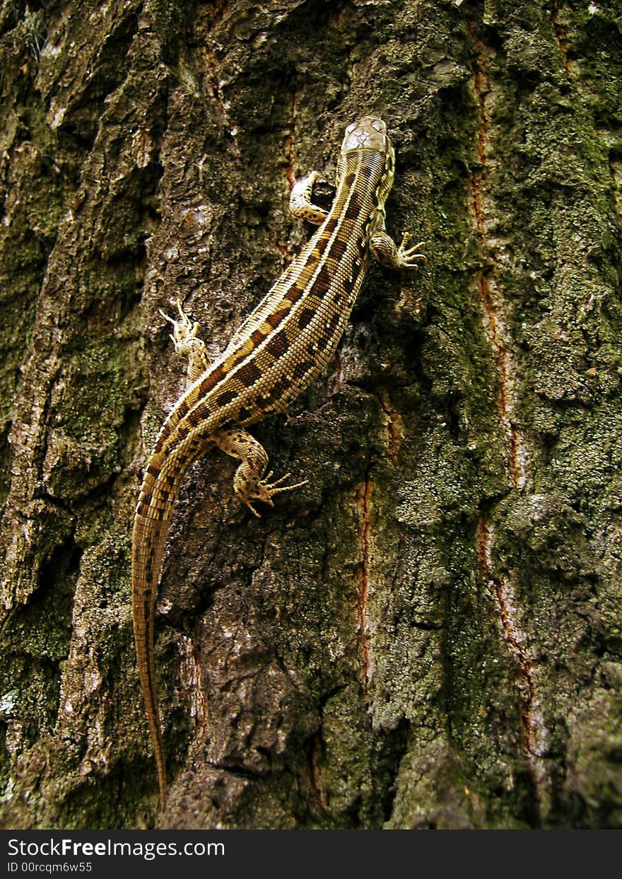 Lizard climbing up upwards on a tree. Lizard climbing up upwards on a tree