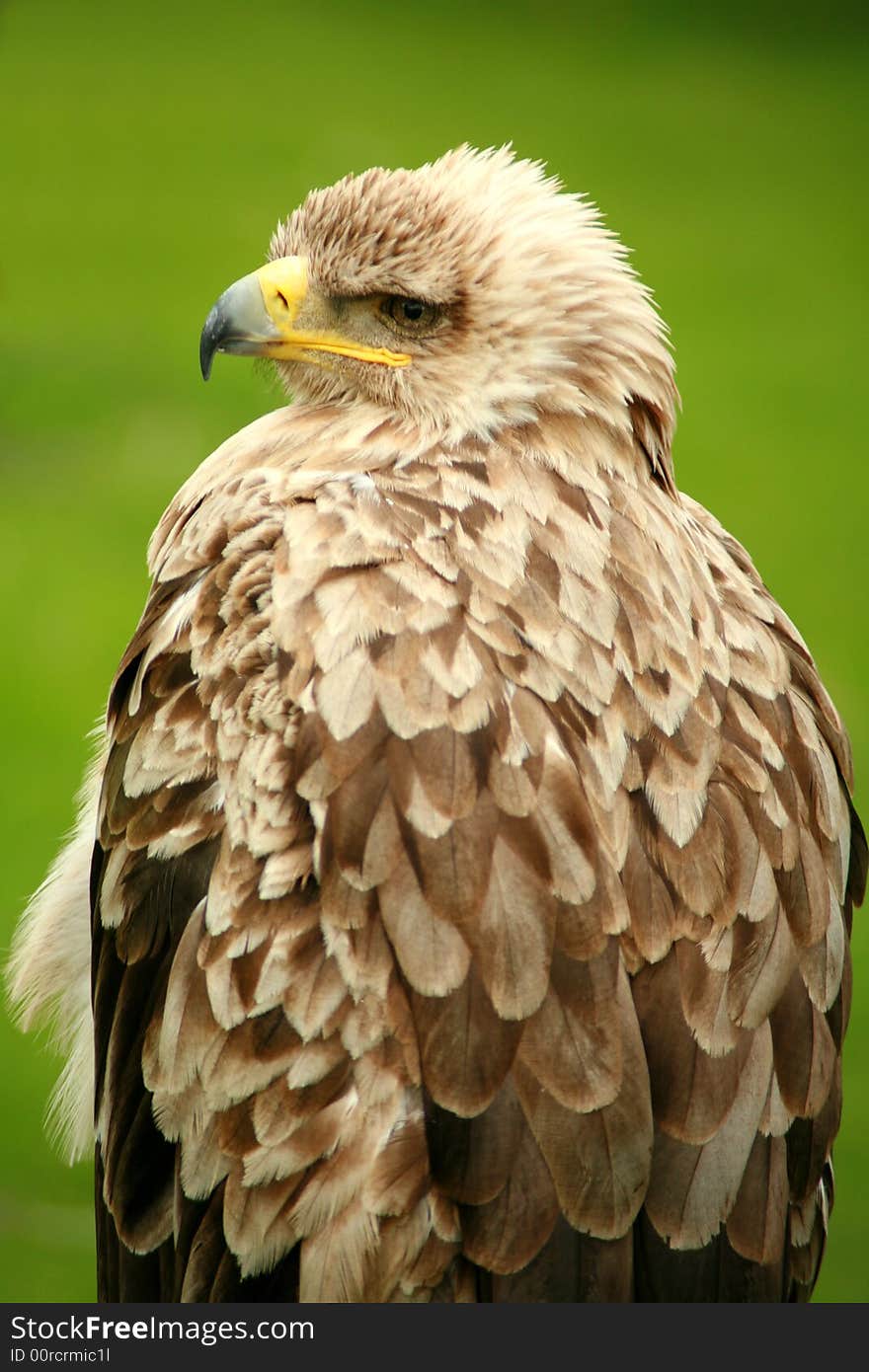 Portrait of a Majestic Eagle