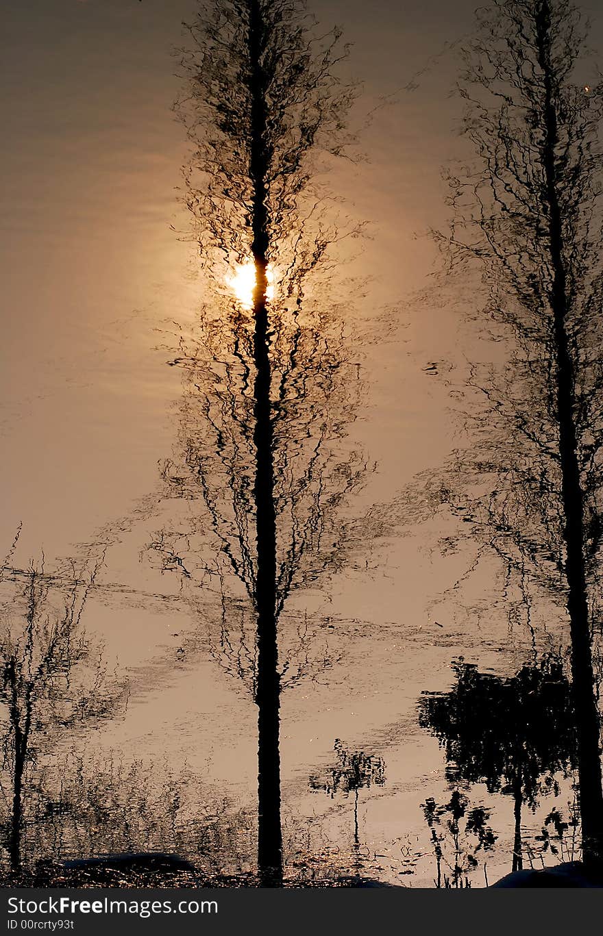 Trees reflected in the water with the setting sun tall trees short trees